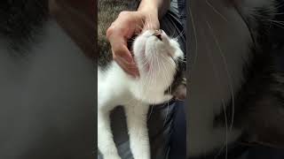 Yeah it was always itchy Right there  right there  cat cutecat catpetting 고양이 귀여운 [upl. by Bornstein]