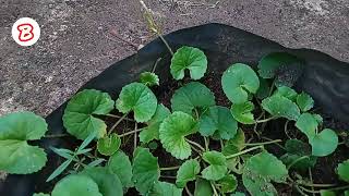 ආතල් එකේ ගොටුකොළ වවමුද  😍  gotukola wagawa  green leaves [upl. by Cirri]