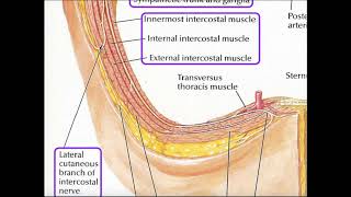 Details of the Intercostal Arteries and Nerves [upl. by Starlin960]