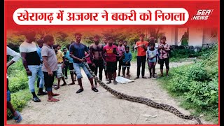 Breaking New  खेरागढ़ में अजगर ने बकरी को निगला Thana Kheragarh  Sea News [upl. by Isiah14]