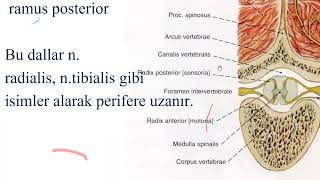 Medulla spinalis Tıp Diş Hek Konu anlatımı Anatomi İnsan Anatomisi TUS DUS SBF Soru çözümü [upl. by Reger935]