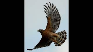 Redshouldered Hawk Screech Call Audio Only [upl. by Annahsat]