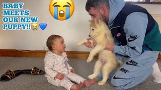 Baby Meets Our New Husky Puppy😭💖 INSTANTLY FALLS INLOVE [upl. by Udelle]