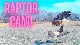 Redtailed Hawk vs Turkey Vultures SOUND UP Raptor Vocalizations [upl. by Sibyls489]