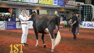 Holstein Junior 2 year old ClassWolston Undenied RoxyUK Dairy Day 2022 [upl. by Eiuqram]