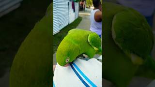 Beautiful Parrott birds tota cuteanimals cutespets shortsvideo [upl. by Acilef]