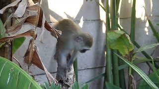 Wild Urban Baby Monkeys  part 1 [upl. by Pansir]