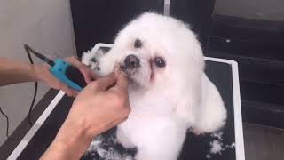 Bichon frise full grooming 🐶🐕🐕🐕‍🦺 [upl. by Baldwin]