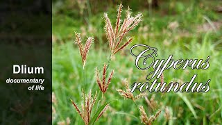 Purple nutsedge Cyperus rotundus  part 2 [upl. by Darcee314]