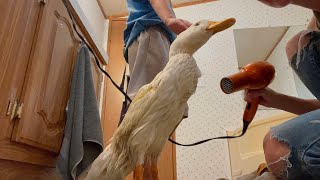 Why is this duck getting its feathers dried with a hair dryer [upl. by Palmer691]