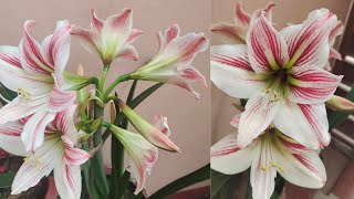 sowing my amarillys lily bulbs  lilies are not blooming follow how to get them bloom [upl. by Zurn]