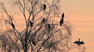 Aalscholvers rusten amp poetsen  Visvijvers Bergeijk 4112024 [upl. by Maureene]