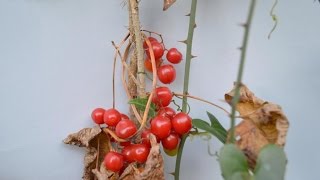 ZARZAPARRILLA Smilax aspera PLANTAS MEDICINALES [upl. by Emile]