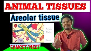 Areolar tissueareolar connective tissue by sagar zoology SAGAR12695 [upl. by Octavian155]