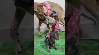 Cute animals ❤️😍 dog cat monkey 😍🌹💐😍 [upl. by Ulphiah]