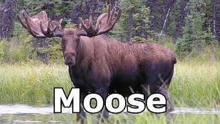 Moose Sounds Moose Pictures The Sound A Moose Makes [upl. by Margarita]