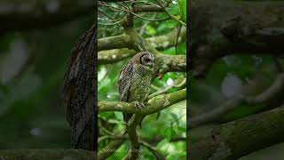 Mottled wood Owl മൂങ്ങകളുടെ വർഗ്ഗത്തിൽ പെട്ട ഒരു പക്ഷിയാണ്‌ കാലൻ കോഴി എന്നറിയപ്പെടുന്ന Mottled owl [upl. by Reiser]