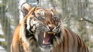 Sumatran Tiger Yawning at Twycross Zoo  190324 [upl. by Tjaden]