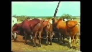 Borana traditional play quotSirbaFaaru Looniquot [upl. by Aiselad]