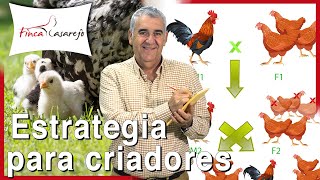 Cómo mejorar la línea en las gallinas estrategia para criadores [upl. by Sixla]