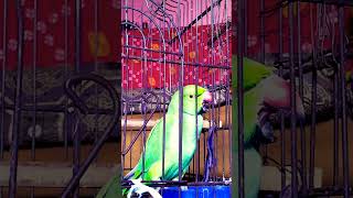 parrot talkingparrot parrottalking cute parrotlover [upl. by Timoteo]