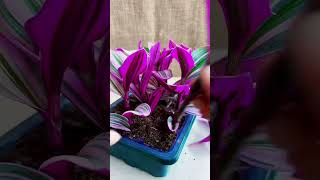 How to grow flowers in pots you can watch my video plants flower garden flower diy amazing [upl. by Ahsan]