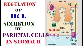 REGULATION of HCL by Parietal cells in stomach very easy [upl. by Narib428]