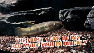 THE FIRST YEAR OF MY RED WOLF FISH IN QUICKLY erythrinus sp peru red [upl. by Harris]