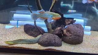 Freshwater Tiger Moray Eel updates amp Snakehead Gudgeons [upl. by Dottie]