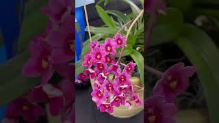 Orchids show [upl. by Elbart]