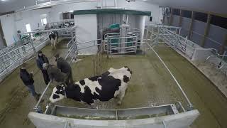 Comrie FarmsProof Line Farm amp Dairy Lane Systems  Training our cows on the new robotic milker [upl. by Atiekram]