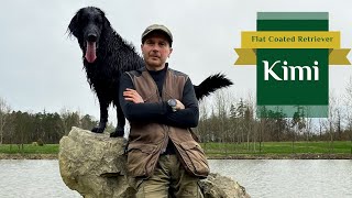 Kimi  Flat Coated Retriever  Spring is coming  2024 [upl. by Ymaral]