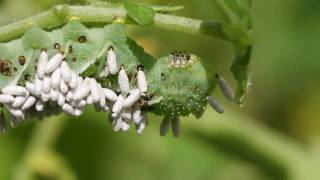 Tobacco Hornworm Parasitoids Emerge from their cocoons [upl. by Woods718]