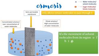 Osmosisdiffusiondiffusion vs osmosis semi permeable membrane [upl. by Eronaele760]