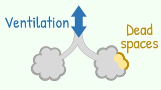 Ventilation amp Dead Spaces in Respiratory Tract [upl. by Phylis]