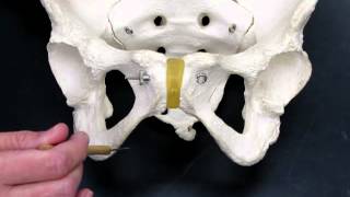 Articulated Pelvis AP1 [upl. by Norty]