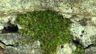 Les bryophytes ces plantes secrètes qui nous entourent [upl. by Temple]