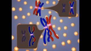 meiosis 3d animation phases of mitosis cell cycle and cell divisionmitosis and meiosis [upl. by Onitnevuj]