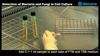 Detection of Bacteria and Fungi in Cell Culture [upl. by Mcdougall]