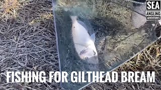 Sea Fishing Videos UK  Gilthead Bream Fishing [upl. by Arised]