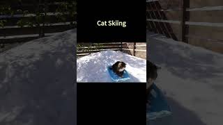 Cat Skiing shorts animals cat [upl. by Eilesor]