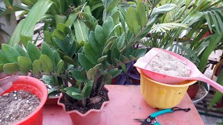 How to grow Zz Plant by Cutting  ज़ीज़ी प्लांट को कलम से कैसे लगाए [upl. by Airot]