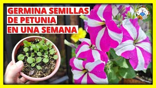 COMO GERMINAR SEMILLAS de la planta de PETUNIA EN POCOS DIAS  EL METODO CORRECTO  Gio de la Rosa [upl. by Petit539]