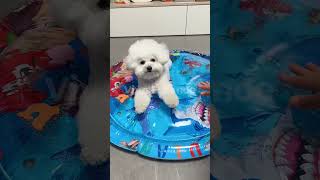 Chill Vibes Only Bichon Enjoys New Water Bed  Must See [upl. by Irtimed313]