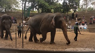 The activities of elephants are amazing elephant viralvideo [upl. by Nayt969]