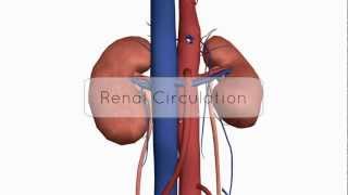 Renal CirculationBlood Supply  Anatomy Tutorial [upl. by Yerak277]