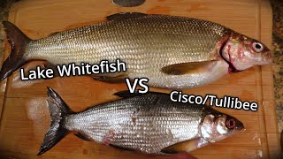 Comparing Lake Whitefish and CiscoTullibee Fish Identification [upl. by Hagan]