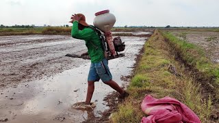 Spraying Rice Seeds  Rice Agriculture 4K video 805  CAM FARM [upl. by Shandy]