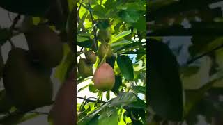 Growing an Ackee Tree in Florida [upl. by Xaviera]