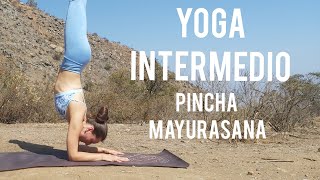 Yoga en casa enfoque PINCHA MAYURASANA intermedioavanzado  MalovaElena [upl. by Nilkoorb]